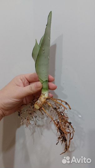 Сансевиерия Муншайн