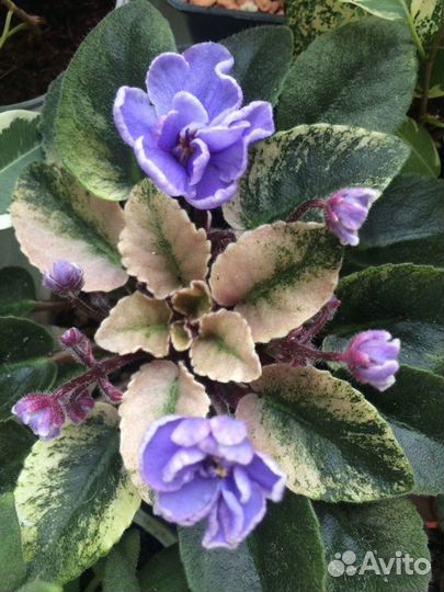 Сортовые фиалки