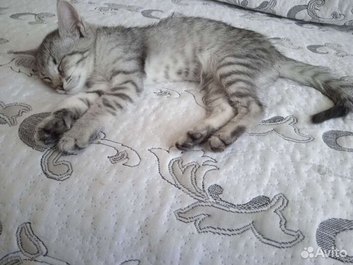 Кошка в дар бесплатно