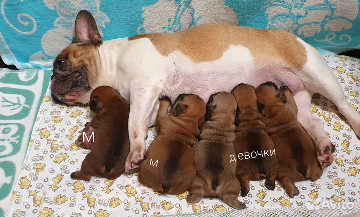 Французский бульдог щенки,Питомник РКФ