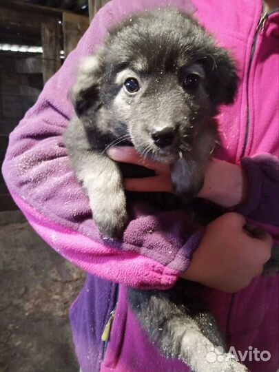 Щенки в добрые руки