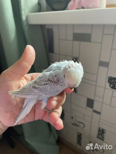 Волнистый попугай