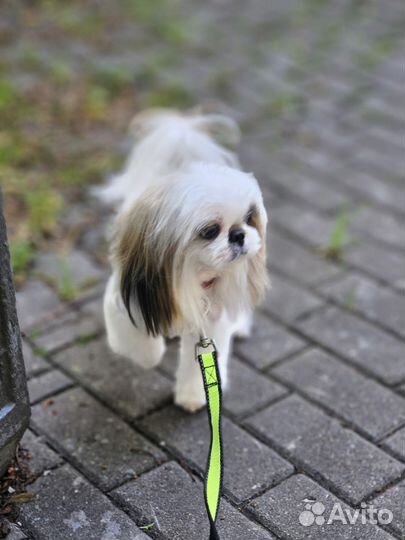 Собака щенок щитцу