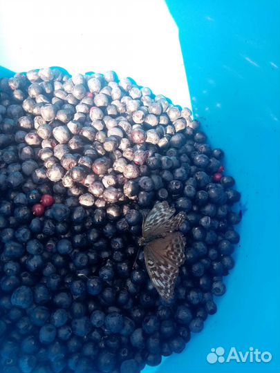 Соберу ягоду