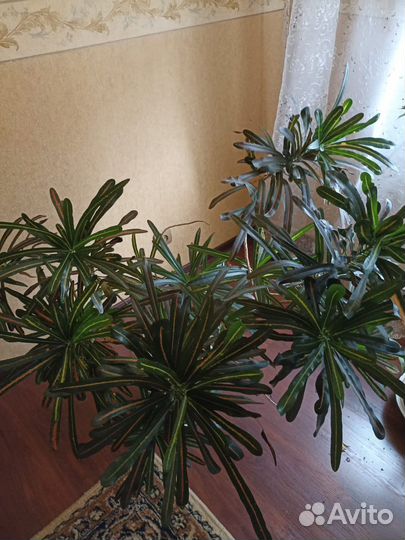 Декоративные цветы большие