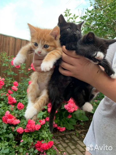 Кошка в дар бесплатно