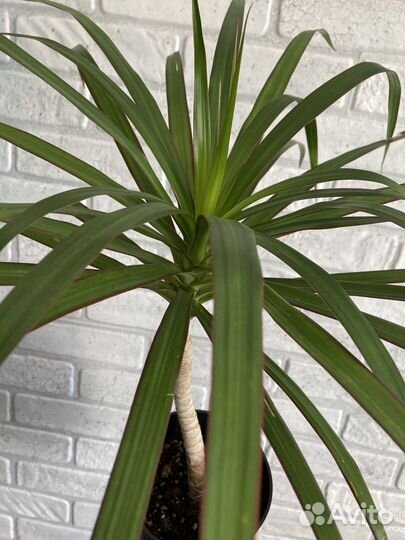 Пальма драцена