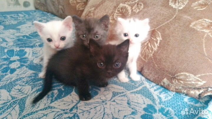 Котята в добрые руки