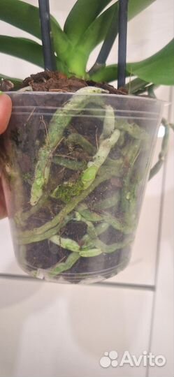 Орхидея Фаленопсис Биг Лип Калиста