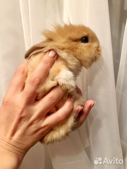 Декоративные кролики