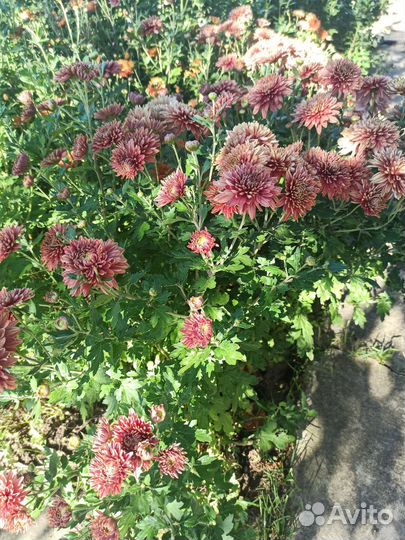 Хризантема кустовая