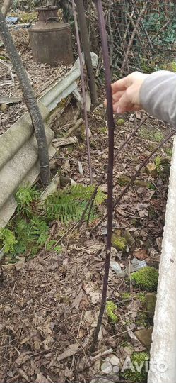 Саженцы ежевики 2хлетние