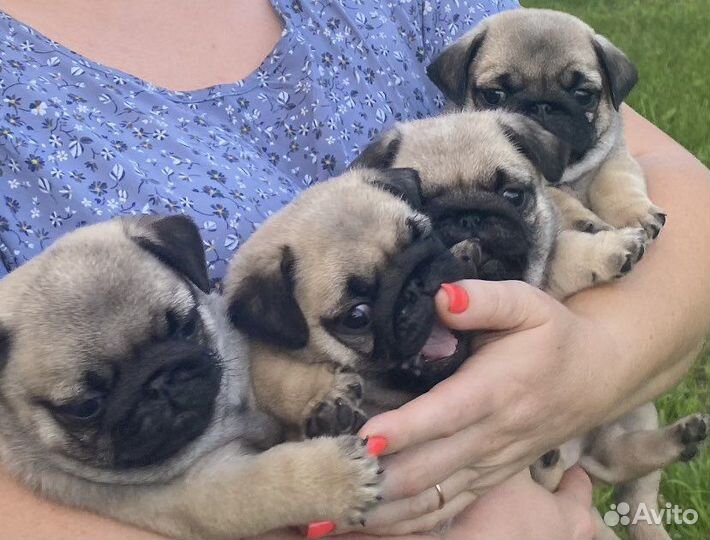 Щенки мопса