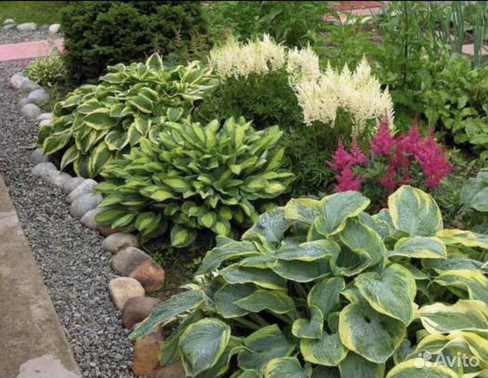 Многолетние цветы