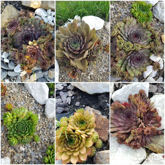 Молодило-каменная роза от