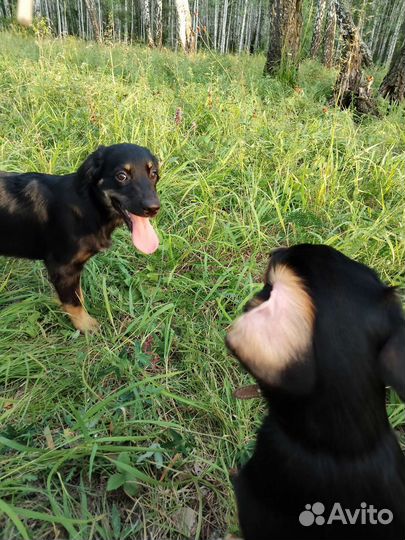 Щенки метисы спаниеля
