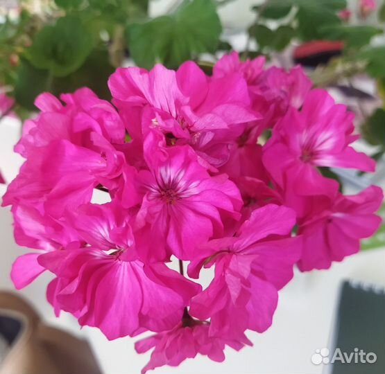 Пеларгония сортовая (Trend Yvonne Neon)