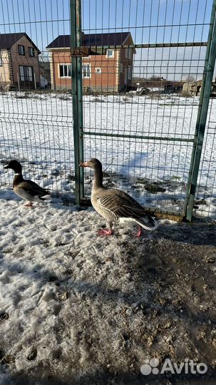 Подсадные серые гуси