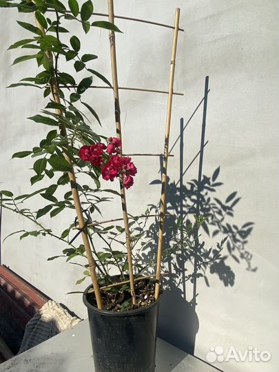 Роза Альберих