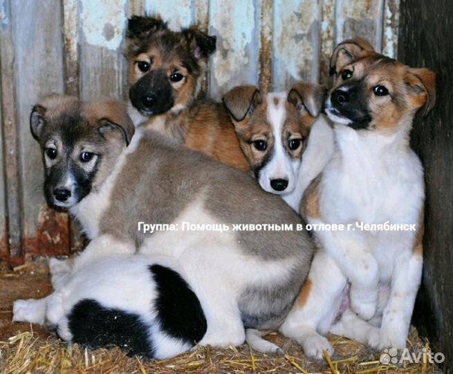 Щенки в добрые руки