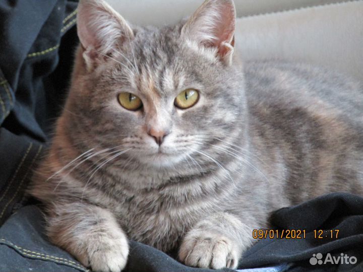 Котята в добрые руки бесплатно