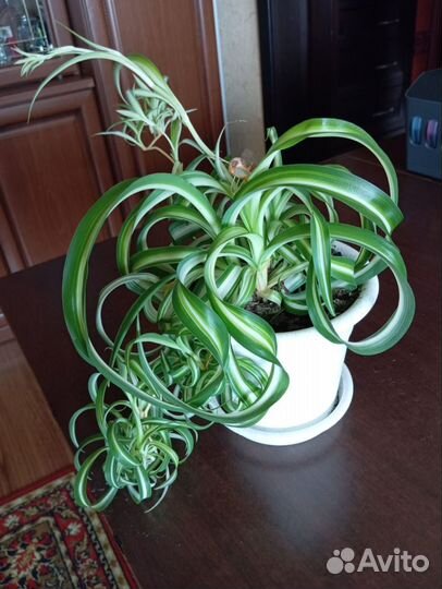 Хлорофитум кудрявый