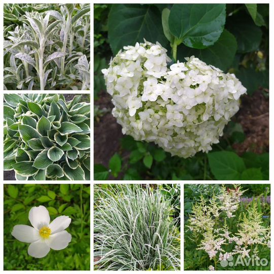 Растения для сада