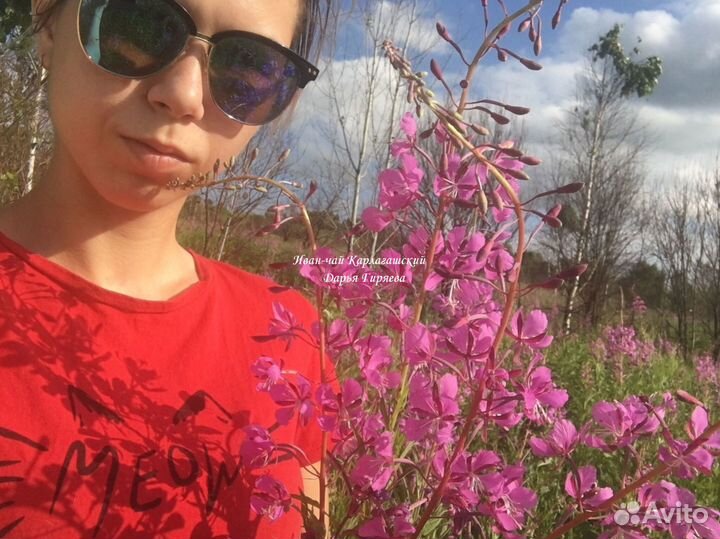 Иван-чай листовой и гранулированный с лабазником