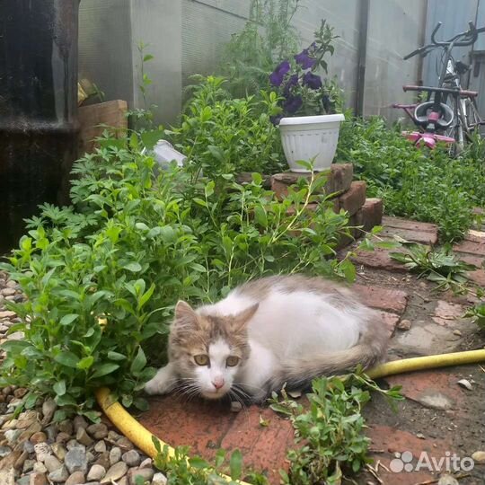 Кошка в дар