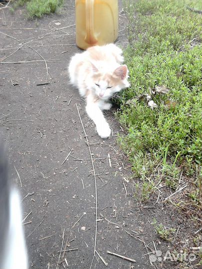 Котята подкидыши в добрые руки