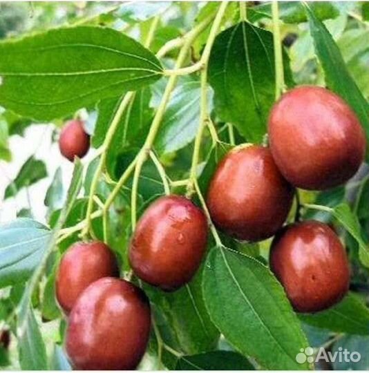 Саженцы Зизифус Унаби,Саженцы привитого Кизила