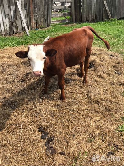 Продам телят
