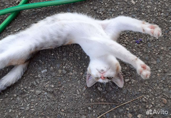 Кошки бесплатно