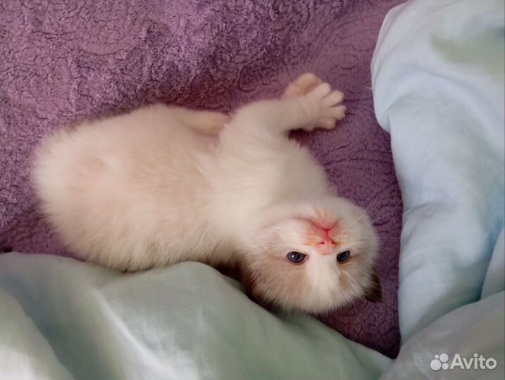 Котята рэгдолл