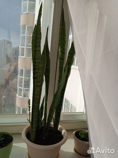 Продам цветы комнатные