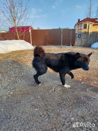 Найдена собака