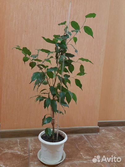 Фикус бенджамина