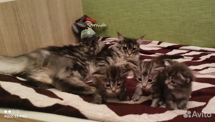 Котята мейн-кун