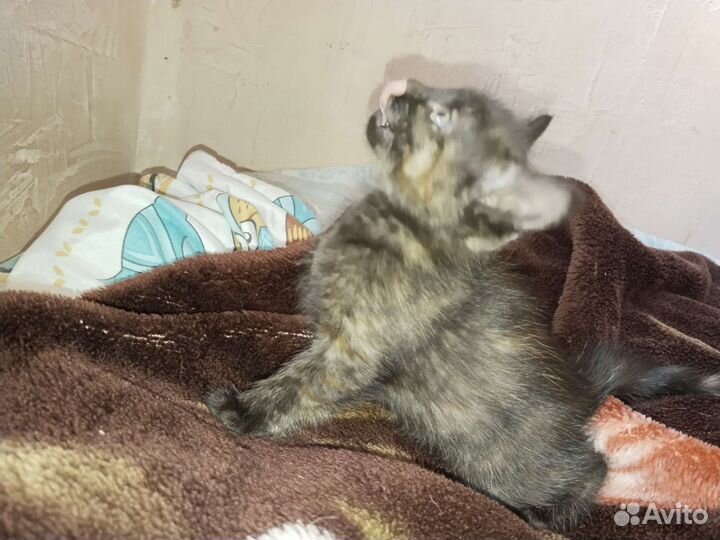 Котята бесплатно