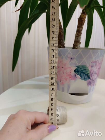 Пальма юкка