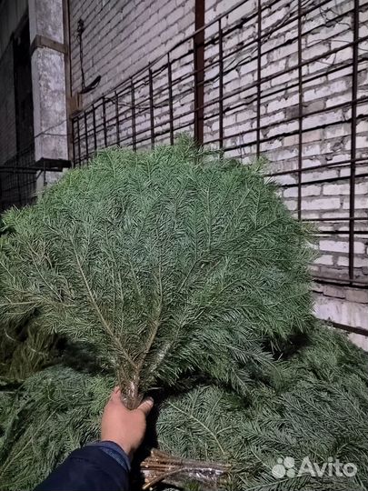 Пихтовый лапник пихты