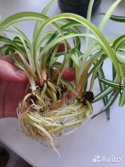 Хлорофитум