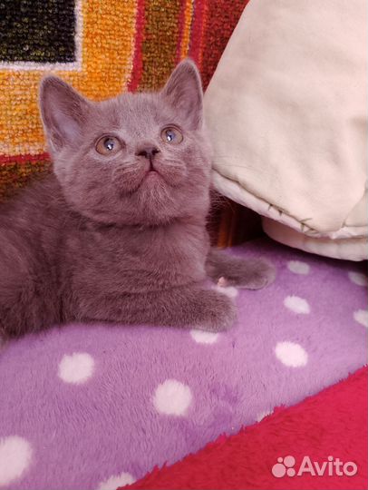 Британские котята