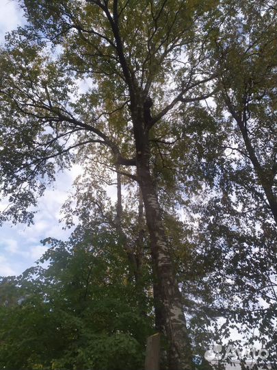 Спил деревьев, арбористика