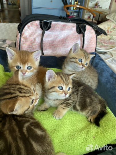 Золотые красавцы