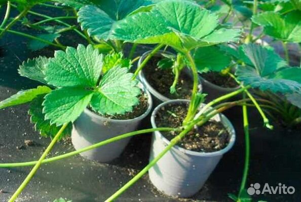 Рассада клубники