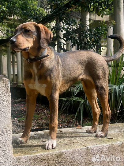 Молодой пёсик ищет хозяина)