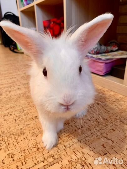 Декоративный кролик
