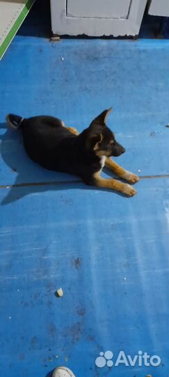 В добрые руки