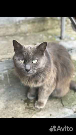 Кот в добрые руки